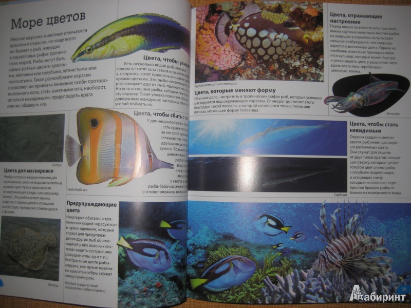 Иллюстрация 10 из 11 для Животные морей и океанов - Кармен Родригес | Лабиринт - книги. Источник: So_va