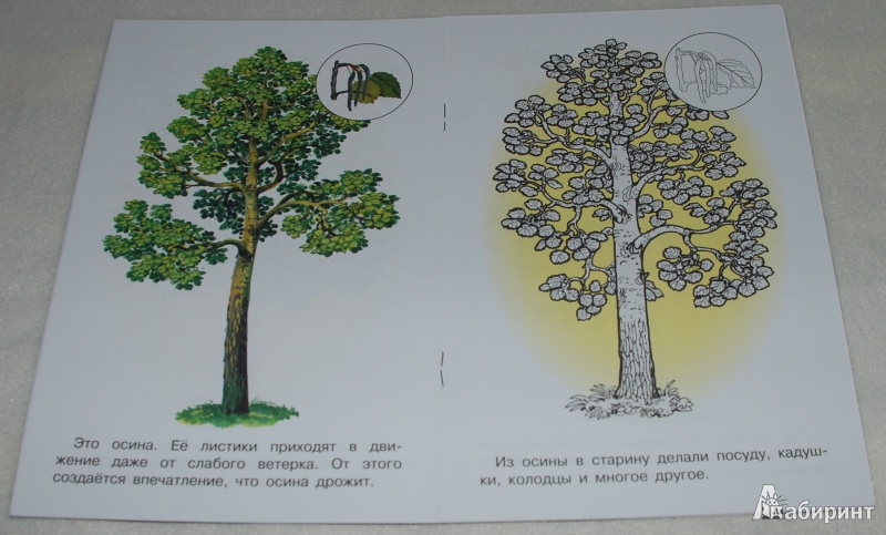 Иллюстрация 7 из 13 для Раскраска. Деревья | Лабиринт - книги. Источник: Книжный кот