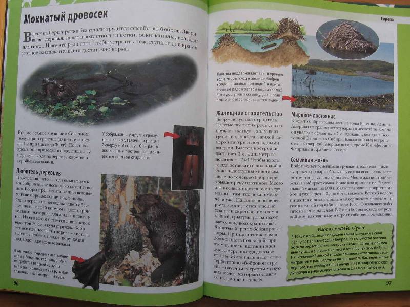 Иллюстрация 23 из 57 для Животные планеты - Кристин Лазье | Лабиринт - книги. Источник: Red cat ;)
