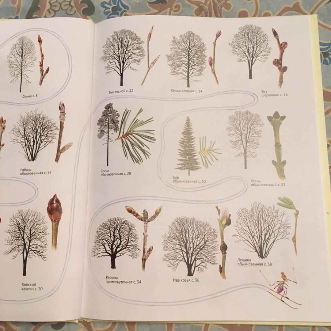 Иллюстрация 41 из 46 для Софи в мире деревьев - Стефан Каста | Лабиринт - книги. Источник: Фролов  Аркадий