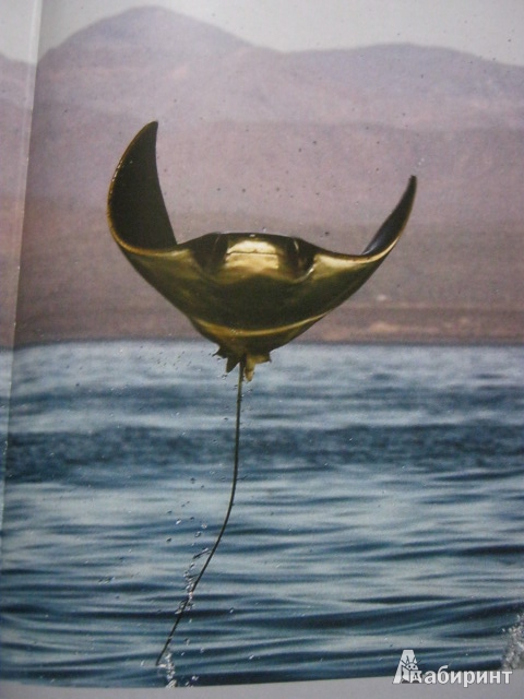Иллюстрация 40 из 40 для Душа океана - Брайан Скерри | Лабиринт - книги. Источник: Евгения39