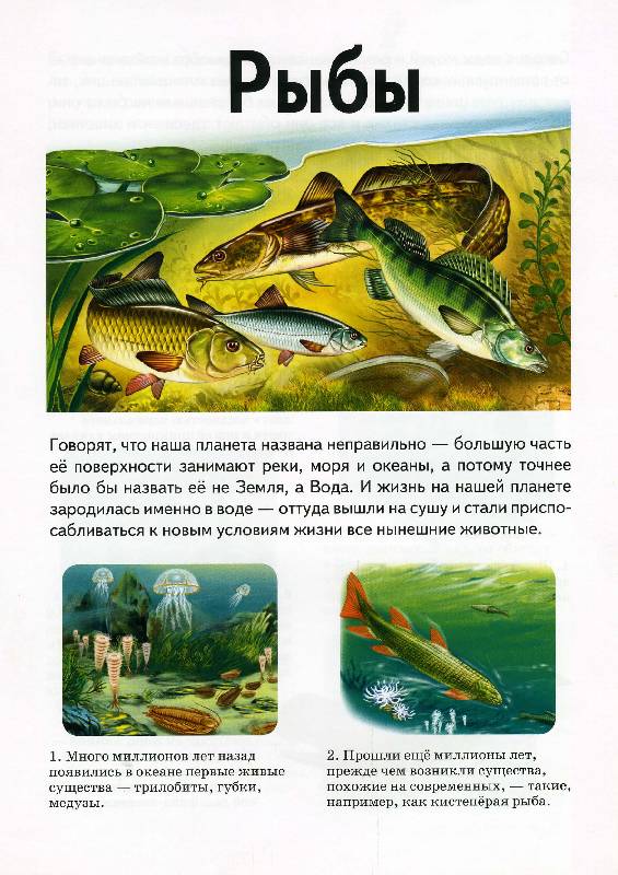 Иллюстрация 6 из 9 для Рыбы - А. Бугаев | Лабиринт - книги. Источник: РИВА