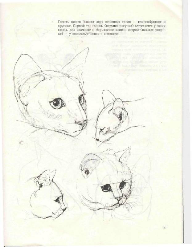 Иллюстрация 18 из 39 для Учитесь рисовать кошек - Дэвид Браун | Лабиринт - книги. Источник: Юта