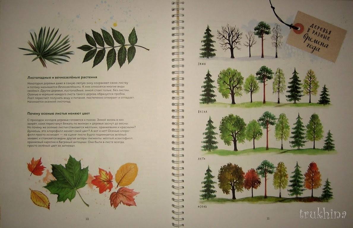 Иллюстрация 88 из 126 для Мой гербарий. Листья деревьев - Анна Васильева | Лабиринт - книги. Источник: Трухина Ирина