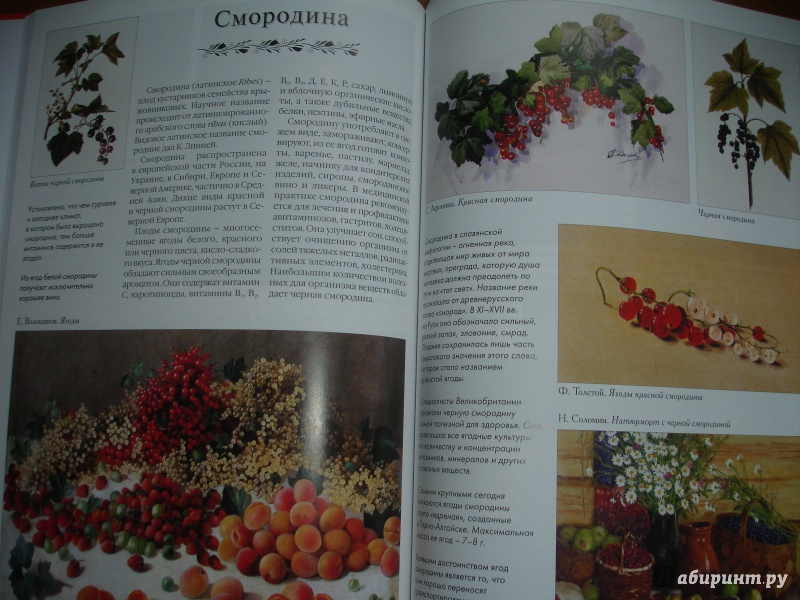 Иллюстрация 21 из 36 для Самые вкусные овощи и фрукты | Лабиринт - книги. Источник: Lune
