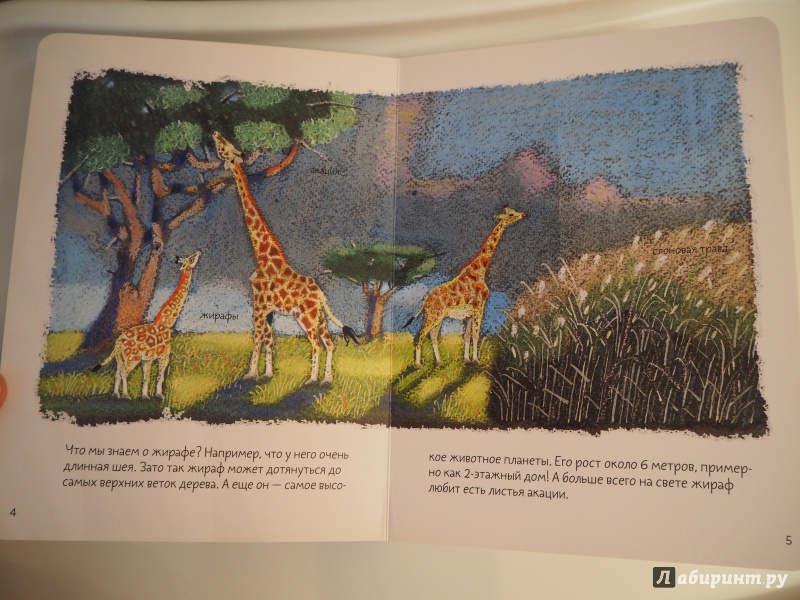 Иллюстрация 13 из 93 для Африканская саванна - Анна Веркина | Лабиринт - книги. Источник: MaryWong