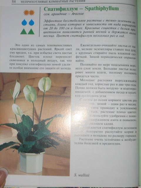 Иллюстрация 8 из 15 для Неприхотливые комнатные растения - Елена Лебедева | Лабиринт - книги. Источник: МЕГ