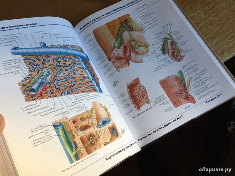Иллюстрация 35 из 50 для Атлас анатомии человека - Фрэнк Неттер | Лабиринт - книги. Источник: Лабиринт