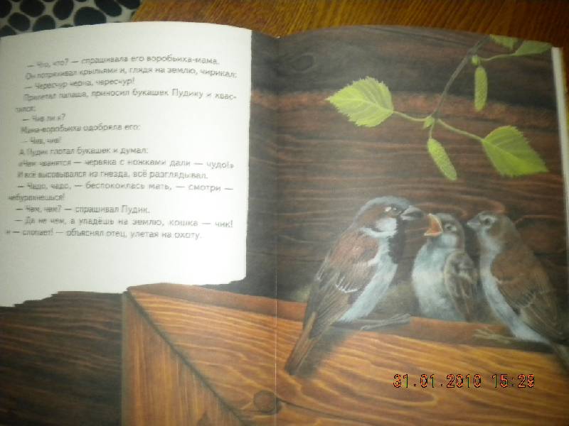 Иллюстрация 21 из 34 для Большая птичья книга | Лабиринт - книги. Источник: Девушка с кошкой