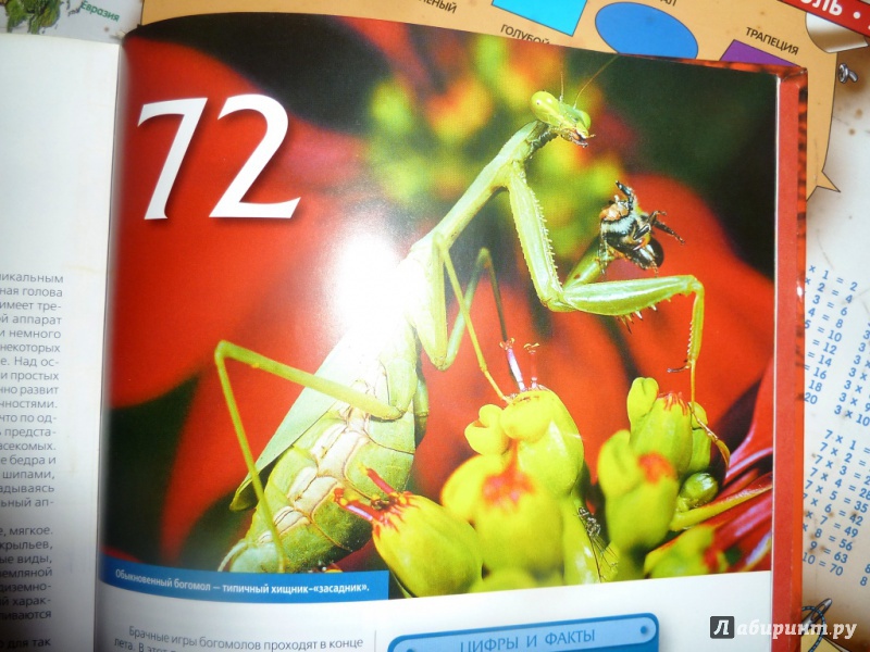 Иллюстрация 38 из 51 для 77 самых опасных животных и растений | Лабиринт - книги. Источник: настя тимарг