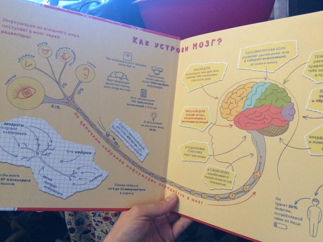 Иллюстрация 6 из 25 для Как устроен мозг? Книга о том, зачем учиться чему-то новому каждый день - Андрей Курпатов | Лабиринт - книги. Источник: Галинская  Виктория