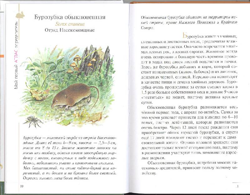Иллюстрация 7 из 10 для Атлас: Животные леса (3610) - Бровкина, Сивоглазов | Лабиринт - книги. Источник: мамаОля