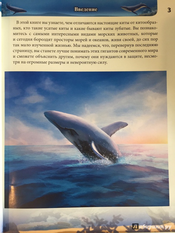 Иллюстрация 28 из 35 для Киты и дельфины - Михаил Савостин | Лабиринт - книги. Источник: katarius