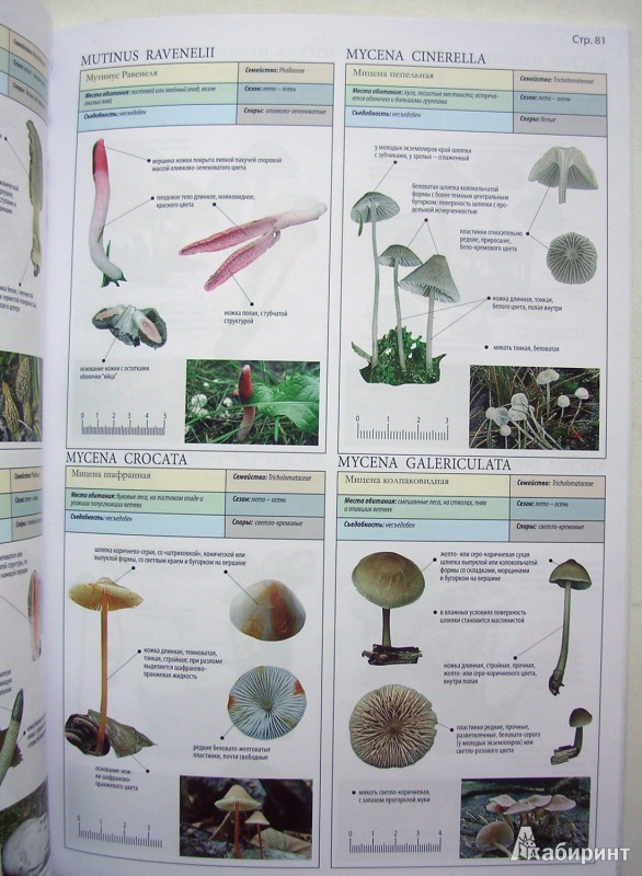 Иллюстрация 5 из 25 для Все о грибах - Пелле Янсен | Лабиринт - книги. Источник: Allee