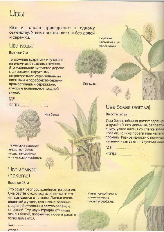 Иллюстрация 9 из 11 для Деревья: Атлас с наклейками (100 наклеек) - Джейн Чисхольм | Лабиринт - книги. Источник: Tiger.