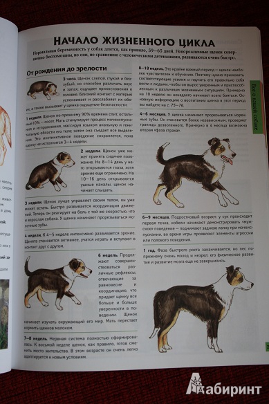 Иллюстрация 19 из 25 для Все о собаках - Карен Буш | Лабиринт - книги. Источник: КНИЖНОЕ ДЕТСТВО