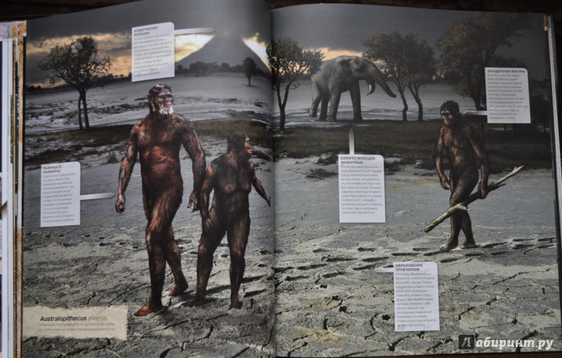 Иллюстрация 5 из 36 для Происхождение человека. Эволюция - Элис Робертс | Лабиринт - книги. Источник: АлЮр