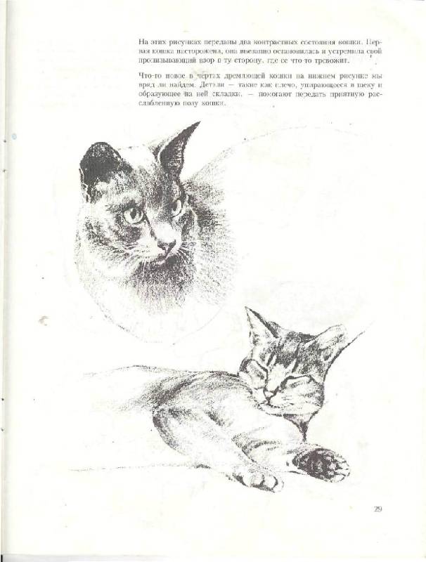 Иллюстрация 25 из 39 для Учитесь рисовать кошек - Дэвид Браун | Лабиринт - книги. Источник: Юта