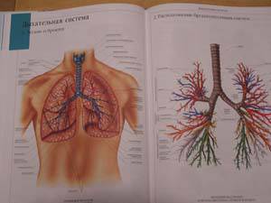 Иллюстрация 52 из 58 для Атлас анатомии человека | Лабиринт - книги. Источник: Болдырева  Мария -