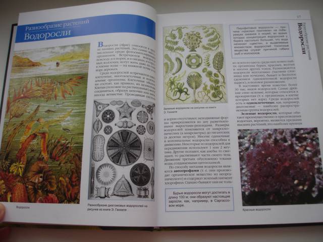 Иллюстрация 22 из 50 для В мире растений - Дикарева, Леонова | Лабиринт - книги. Источник: Осьминожка