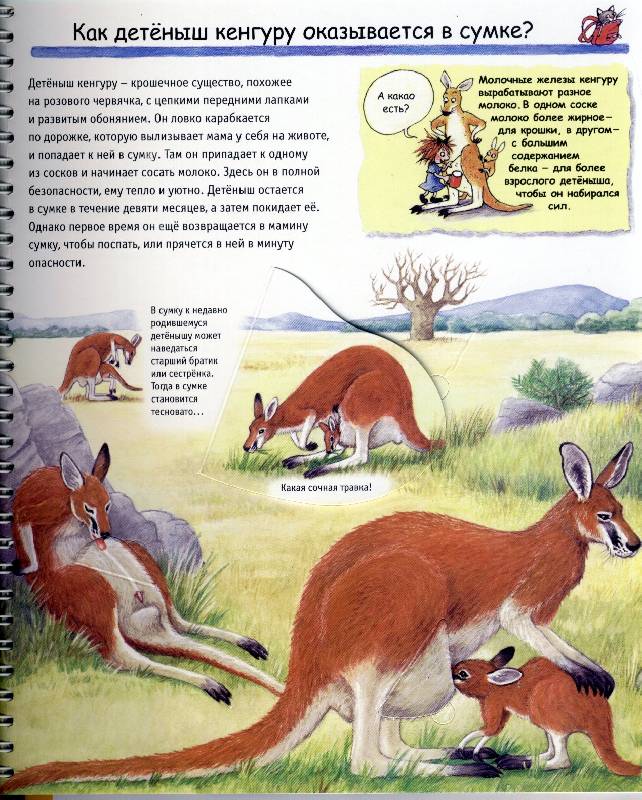 Иллюстрация 1 из 9 для Животные и их детеныши - Дорис Рюбель | Лабиринт - книги. Источник: *  Татьяна *
