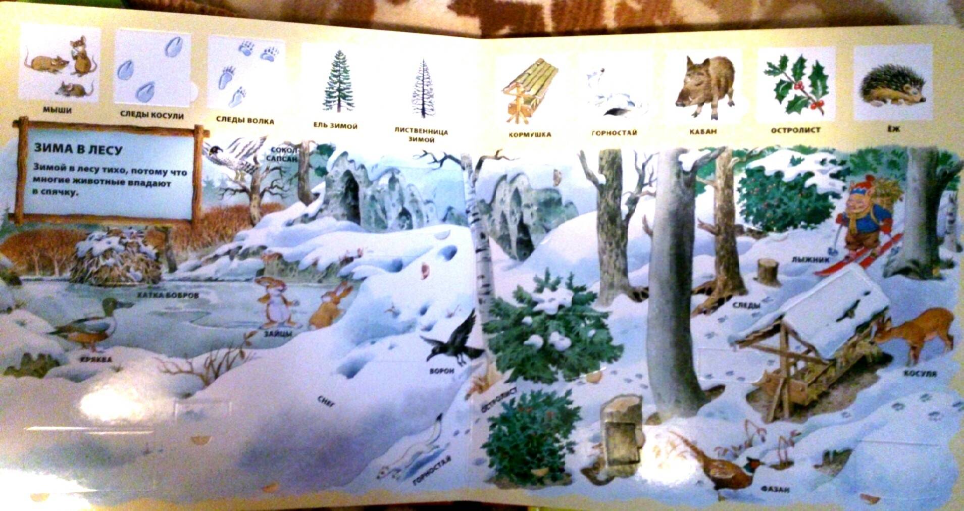 Иллюстрация 49 из 64 для В лесу | Лабиринт - книги. Источник: Mari