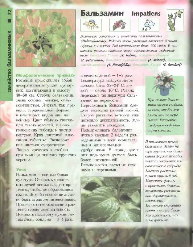 Иллюстрация 14 из 46 для Лучшие комнатные растения - Моисей Миллер | Лабиринт - книги. Источник: Юта