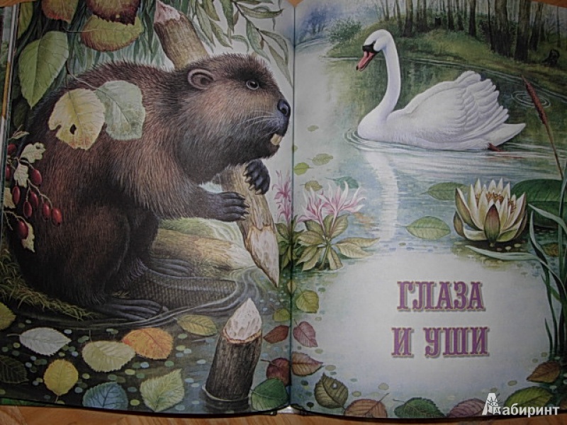 Иллюстрация 3 из 8 для Лесные сказки и были - Виталий Бианки | Лабиринт - книги. Источник: Читательница.