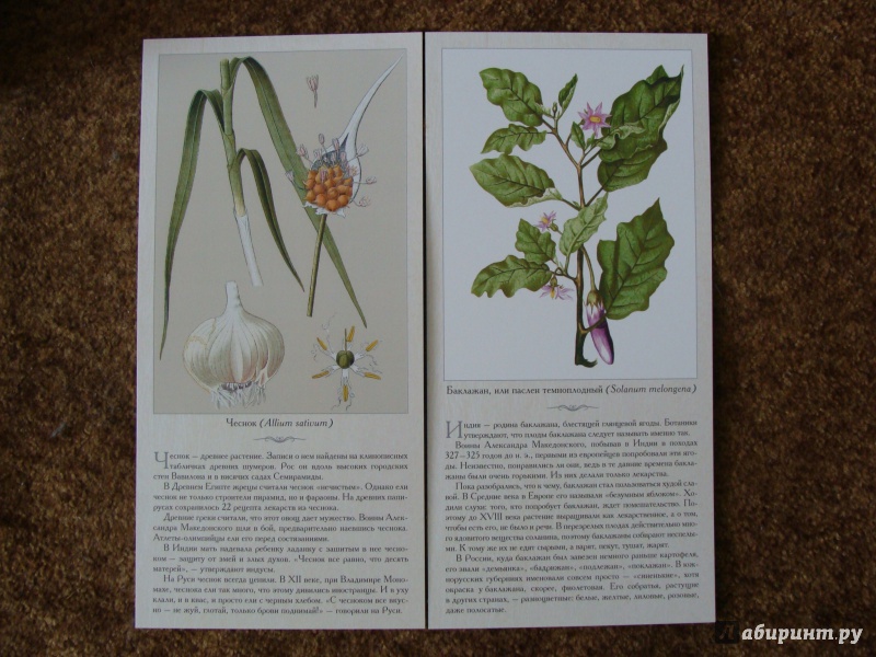 Иллюстрация 13 из 21 для Овощи | Лабиринт - книги. Источник: Elizabeth Batori