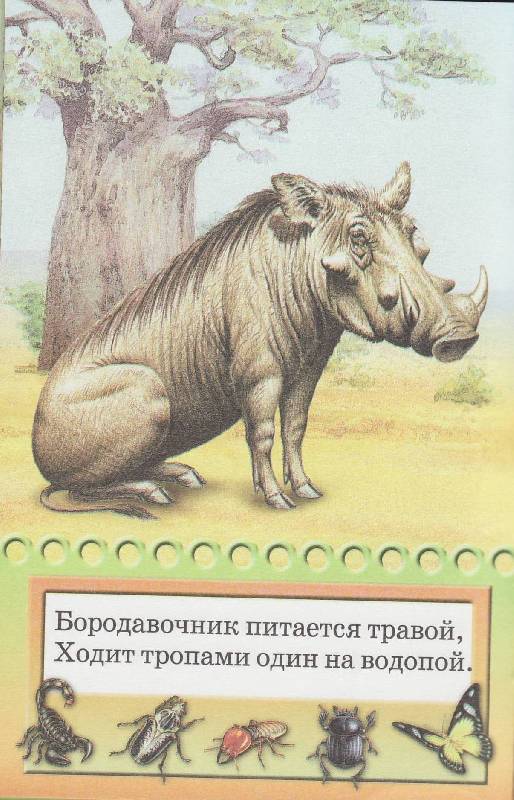 Иллюстрация 7 из 16 для Обитатели зоопарка - Наталия Сидорина | Лабиринт - книги. Источник: Наталья Плотникова