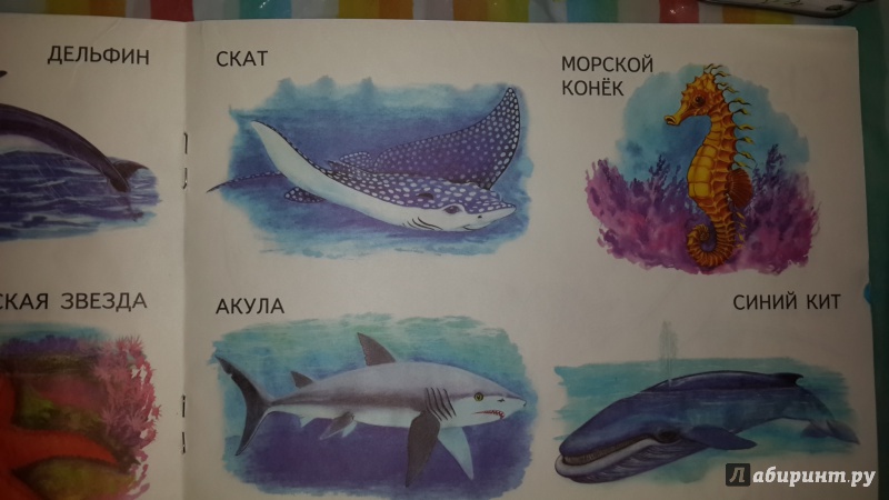 Иллюстрация 3 из 16 для Морские животные | Лабиринт - книги. Источник: Анна Герасименко