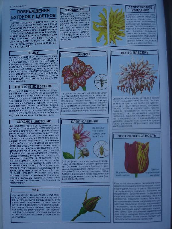 Иллюстрация 23 из 23 для Все о цветах в вашем саду - Дэвид Хессайон | Лабиринт - книги. Источник: Nett