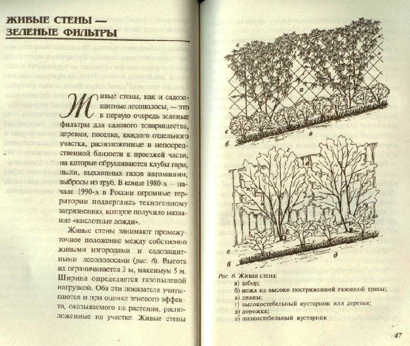 Иллюстрация 2 из 4 для Живые изгороди - Евгений Ярославцев | Лабиринт - книги. Источник: Zhanna