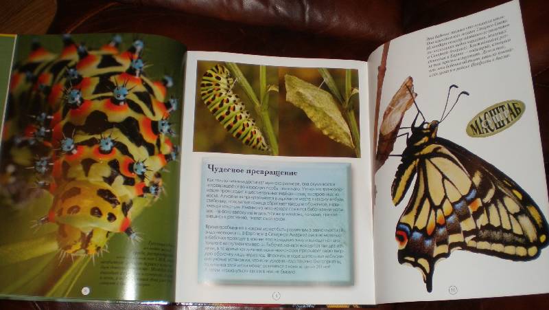 Иллюстрация 23 из 44 для Насекомые: жуки, пауки, бабочки и другие - Эндрю Дэвис | Лабиринт - книги. Источник: Гостья