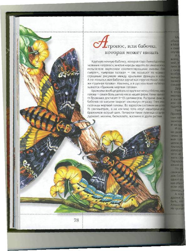 Иллюстрация 20 из 50 для Бабочки в мифах и легендах - Алексеев, Бабенко | Лабиринт - книги. Источник: Лулу