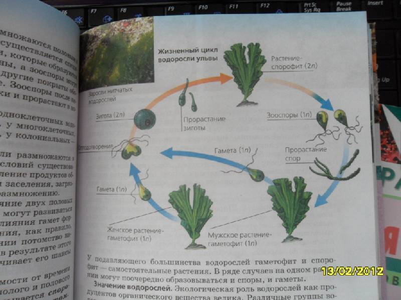 Иллюстрация 8 из 11 для Биология. Многообразие живых организмов. 7 класс (+ CD) - Сонин, Захаров | Лабиринт - книги. Источник: Ankosik