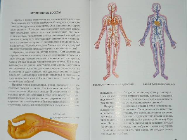 Иллюстрация 12 из 47 для Анатомия человека - Сергей Афонькин | Лабиринт - книги. Источник: Ромашка:-)