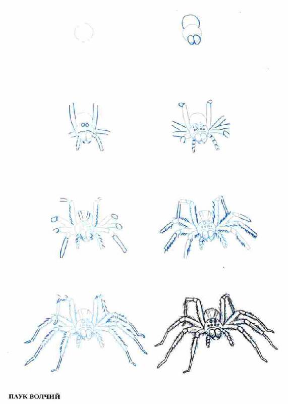 Иллюстрация 9 из 10 для Рисуем 50 насекомых - Эймис, Барнс | Лабиринт - книги. Источник: Кнопа2