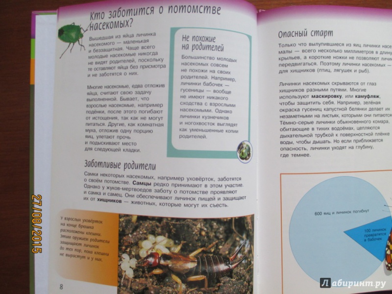Иллюстрация 24 из 27 для Жизненный цикл насекомых - Спилсбери, Спилсбери | Лабиринт - книги. Источник: Марина Епифанцева