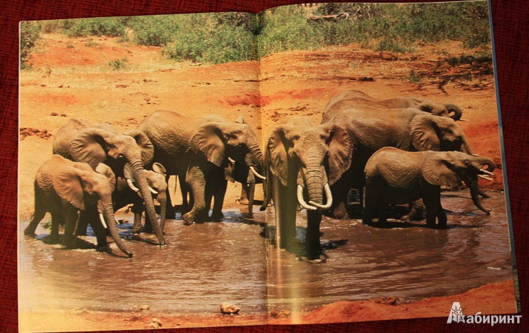 Иллюстрация 8 из 10 для Слоны - Джон Веско | Лабиринт - книги. Источник: КНИЖНОЕ ДЕТСТВО