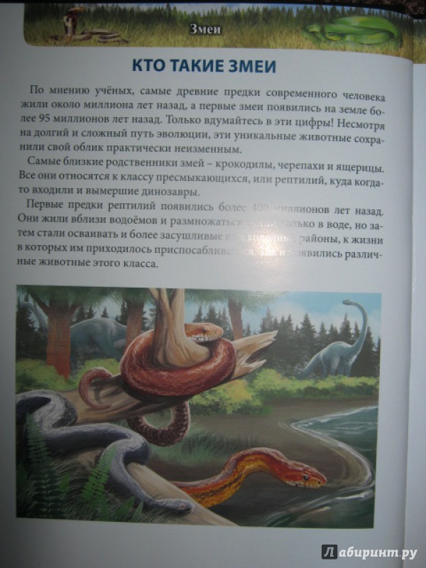 Иллюстрация 13 из 39 для Змеи - Екатерина Куруськина | Лабиринт - книги. Источник: Евгения39