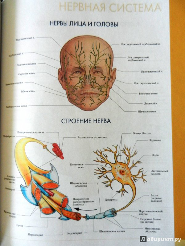Иллюстрация 13 из 32 для Большой атлас анатомии человека | Лабиринт - книги. Источник: very_nadegata