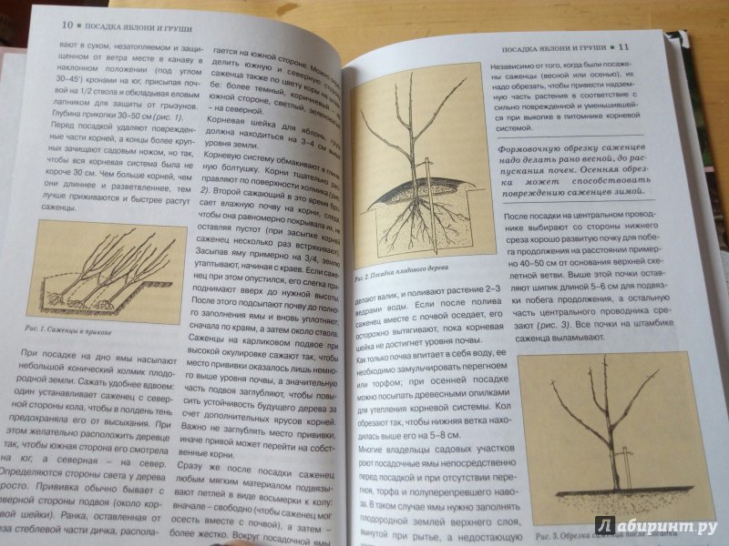 Иллюстрация 5 из 20 для Яблони и груши - Трейвас, Чечеткин | Лабиринт - книги. Источник: Задов  Александр