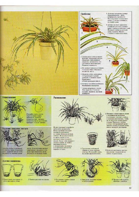 Иллюстрация 14 из 23 для Самые распространенные комнатные растения - Дэвид Лонгман | Лабиринт - книги. Источник: Юта