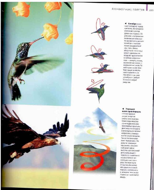 Иллюстрация 23 из 56 для В мире птиц. Энциклопедия - Джоанна Бургер | Лабиринт - книги. Источник: tsylpyry