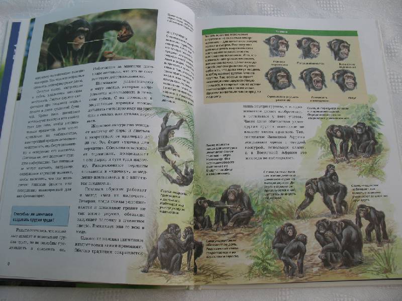 Иллюстрация 19 из 28 для Человекообразные обезьяны - Витус Дрешер | Лабиринт - книги. Источник: tayana