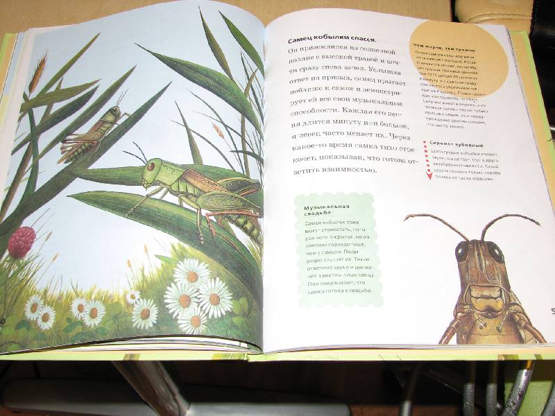 Иллюстрация 8 из 37 для Муравьи, кузнечики, пауки - Тинг Моррис | Лабиринт - книги. Источник: Мамушка