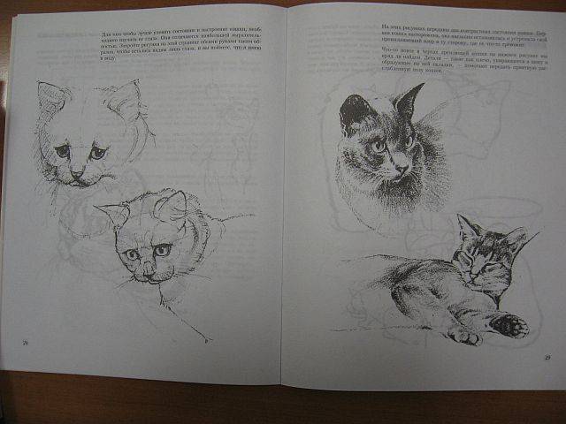 Иллюстрация 5 из 39 для Учитесь рисовать кошек - Дэвид Браун | Лабиринт - книги. Источник: rizik