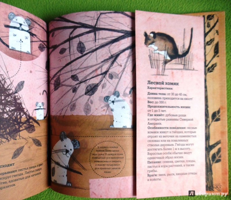 Иллюстрация 37 из 54 для Животные-врачи. Как животные лечат друг друга - Триус, Доран | Лабиринт - книги. Источник: reader*s