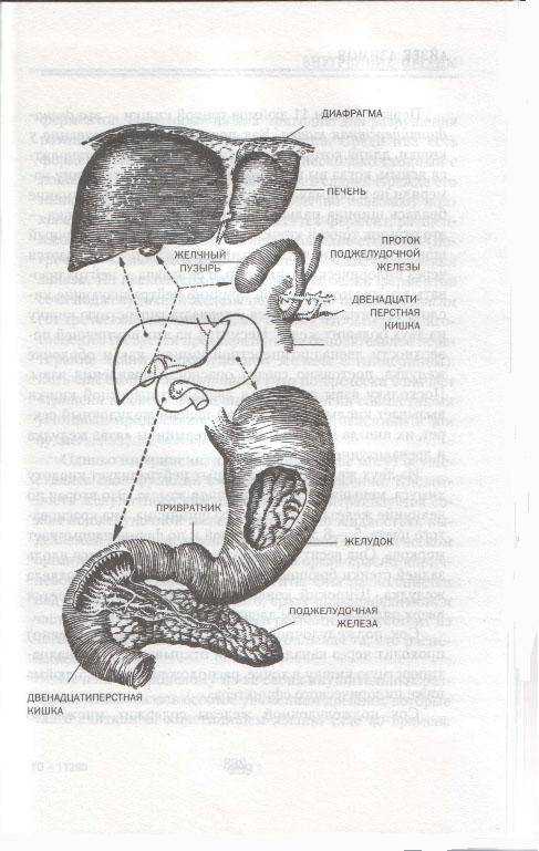 Иллюстрация 2 из 4 для Тело человека: строение и функции - Айзек Азимов | Лабиринт - книги. Источник: Антонина